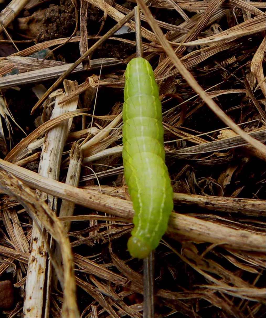 identificazione bruco